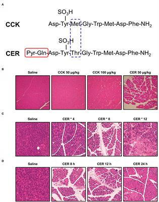 Experimental Acute Pancreatitis Models: History, Current Status, and Role in Translational Research